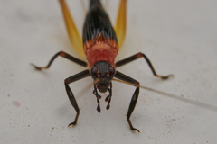 Homoeoxipha lycoides