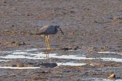 Egretta novaehollandiae
