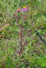 Senecio arenarius