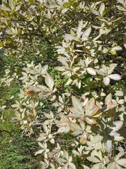 Rhododendron occidentale