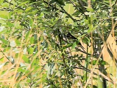 Emberiza rustica