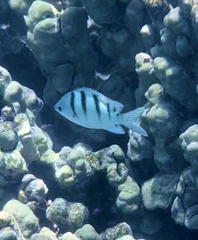 Abudefduf abdominalis