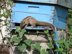 Funambulus palmarum