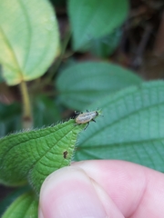 Coleoptera