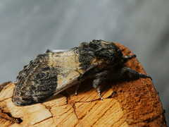 Notodonta tritophus