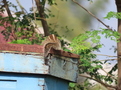 Funambulus palmarum