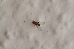Drosophilidae