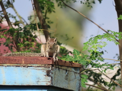 Funambulus palmarum