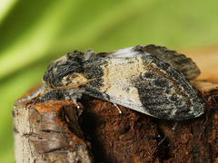 Notodonta tritophus