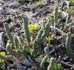 Euphorbia caput-medusae