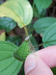 Coleoptera