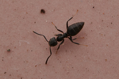 Technomyrmex albipes