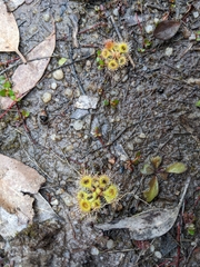 Drosera glanduligera