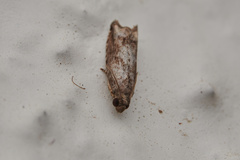Tortricoidea