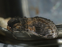 Notodonta tritophus