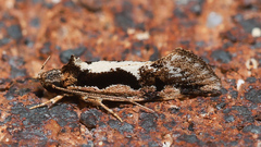 Machetis diamochla