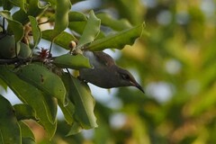 Lichmera indistincta