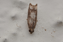 Tortricoidea