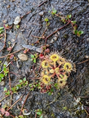 Drosera glanduligera