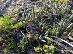 Euphorbia caput-medusae