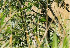 Emberiza rustica