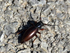Dorcadion fulvum