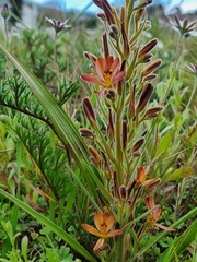 Wachendorfia multiflora