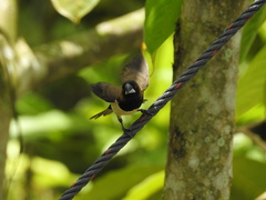 Lonchura leucogastroides