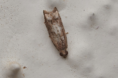 Tortricoidea