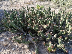 Euphorbia caput-medusae