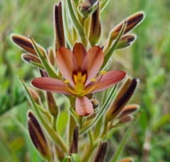 Wachendorfia multiflora