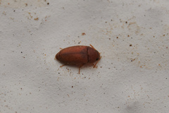 Mycetophagidae