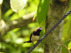 Lonchura leucogastroides