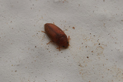 Mycetophagidae