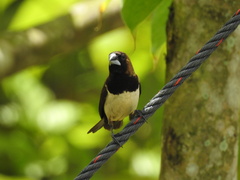 Lonchura leucogastroides