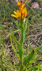 Wachendorfia multiflora