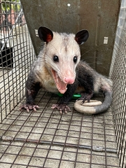 Didelphis virginiana