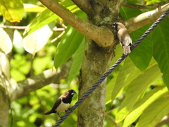 Lonchura leucogastroides