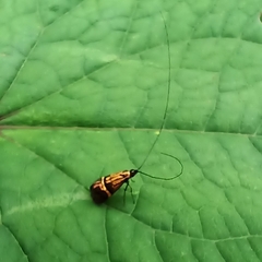 Adelidae