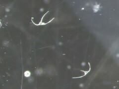 Miozoa