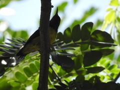 Anthreptes malacensis
