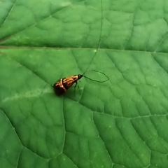 Adelidae
