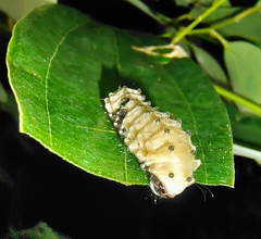 Pompelon marginata