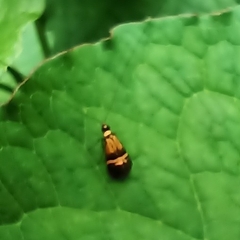 Adelidae