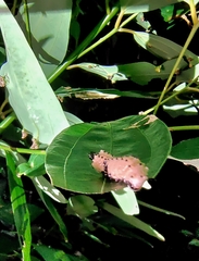Pompelon marginata