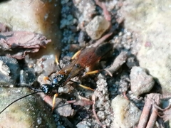 Ichneumonidae