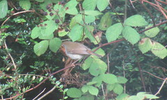Erithacus rubecula