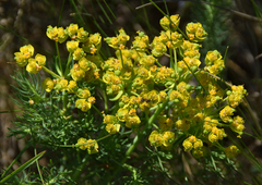 Lomatium caruifolium