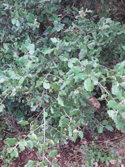 Quercus ilex