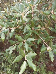 Quercus ilex